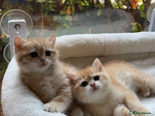 British Shorthair cats - Advert 6