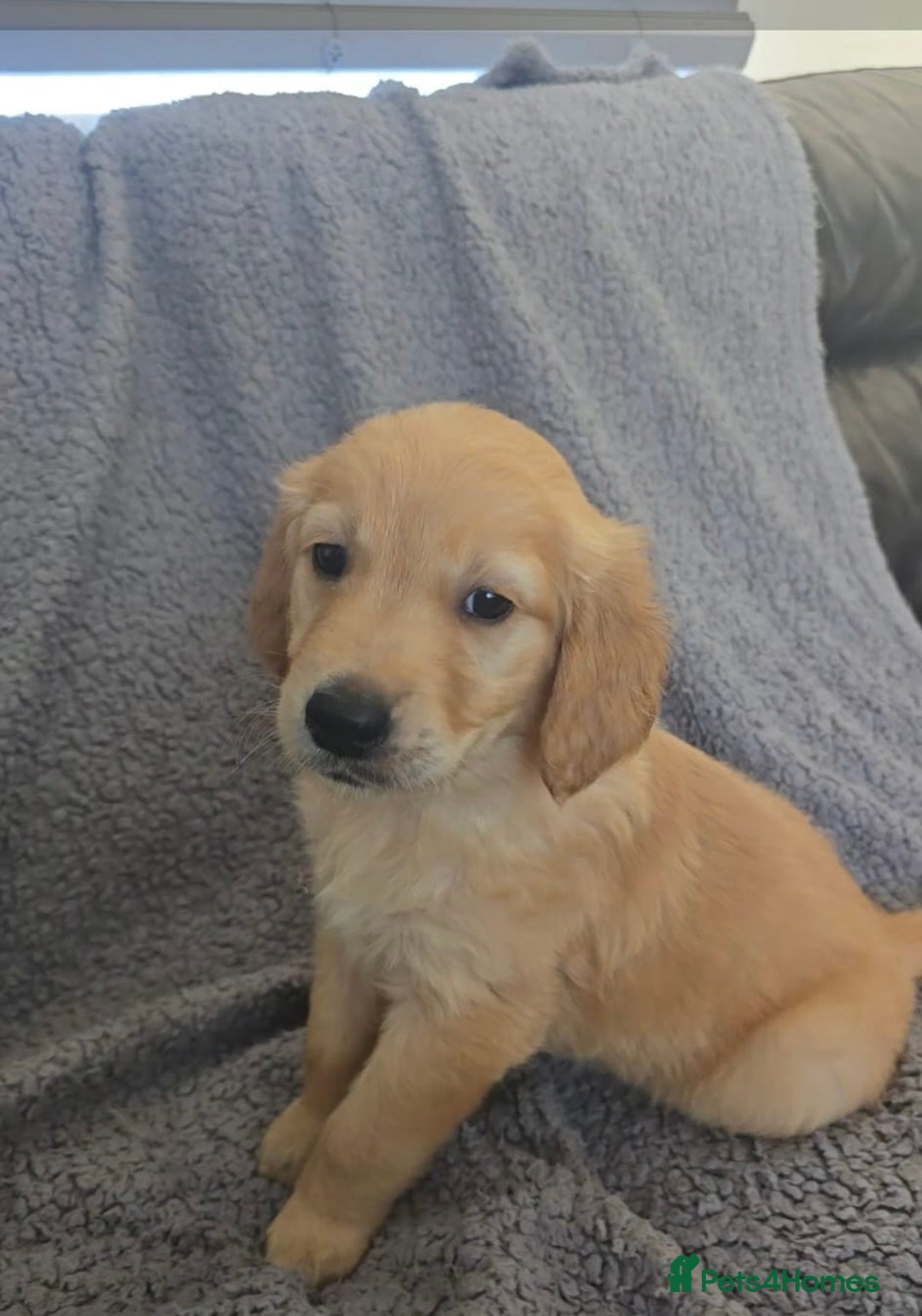 Golden Retriever dogs for sale: Beautiful golden retriever puppies for sale.  - Image 11