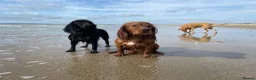 Cocker Spaniel dogs for stud: Dark red KC fully health tested working cockerstud in Sevenoaks - Advert 14