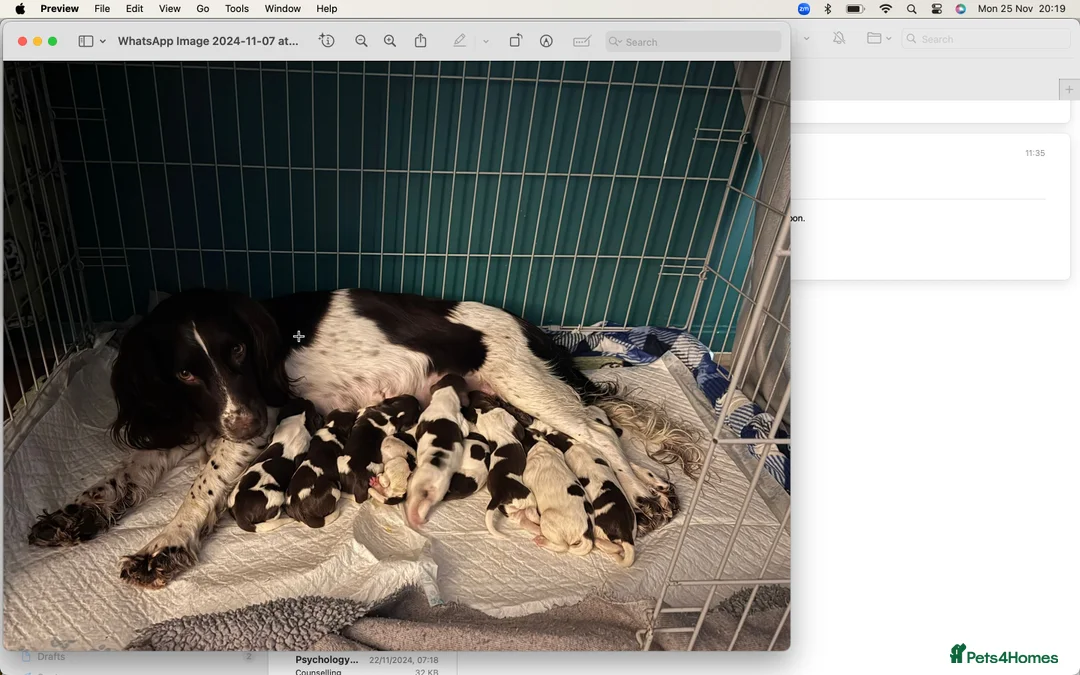English Springer Spaniel dogs for stud: English Springer spaniel liver / white STUD  in Calne - Advert 16