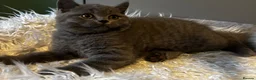 British Longhair cats for sale: **Only 2 Remaining! GCCF British LH/SH Kittens ** - Advert 3