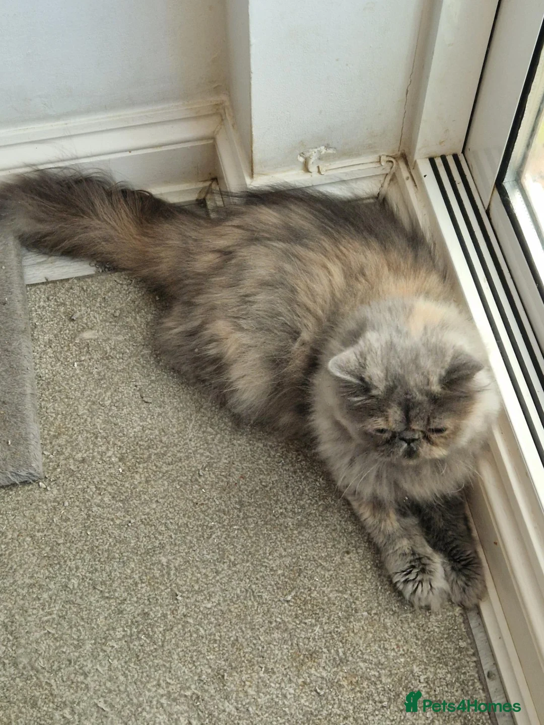 Persian cats for sale: GCCF Registered Blue Cream Persian girl - Advert 2