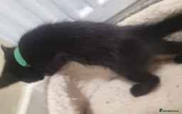 Mixed Breed cats for sale: Stunning kittens - Image 12