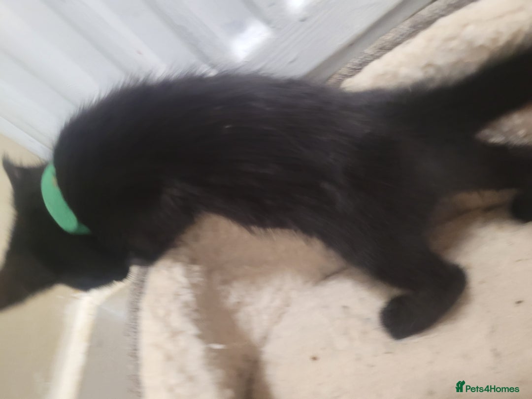 Mixed Breed cats for sale: Stunning kittens - Image 12
