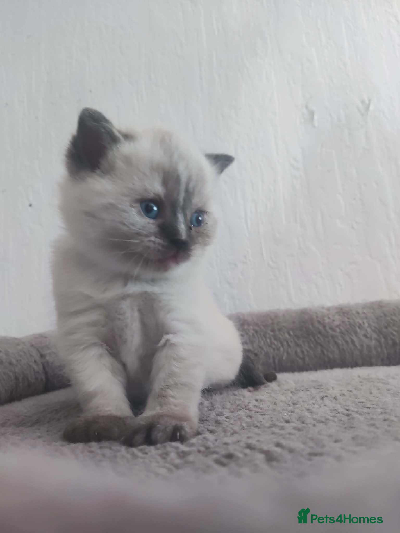 British Shorthair cats Beautiful BSH pure bred  - Advert 2