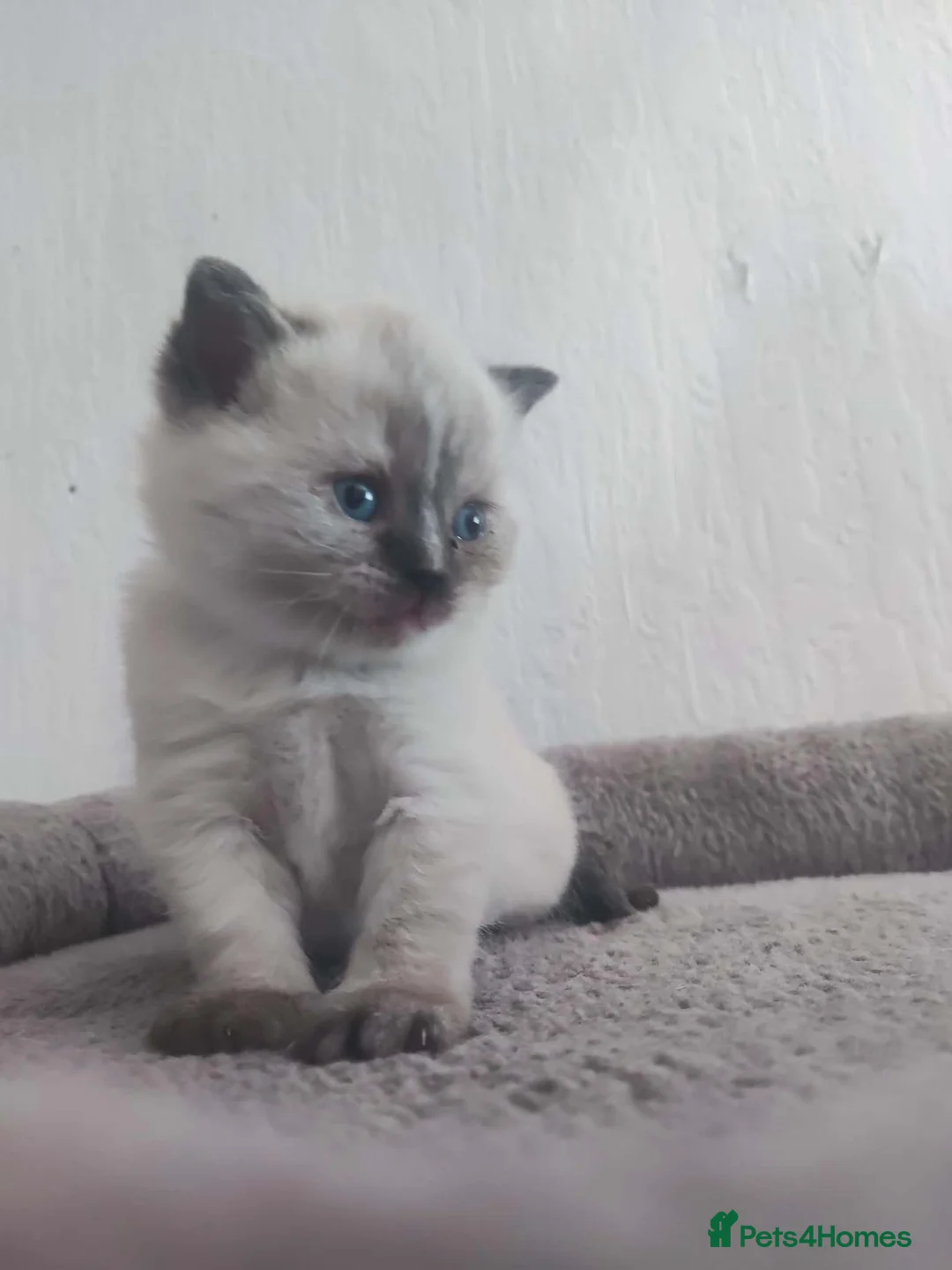 British Shorthair cats for sale: Beautiful BSH pure bred  - Advert 1