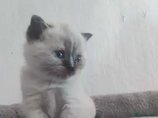 British Shorthair cats Beautiful BSH pure bred - Advert 2