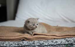 British Shorthair cats for sale: 🩶🐈🐾 Stunning BSH Kittens 🩶🐈🐾 - Image 27