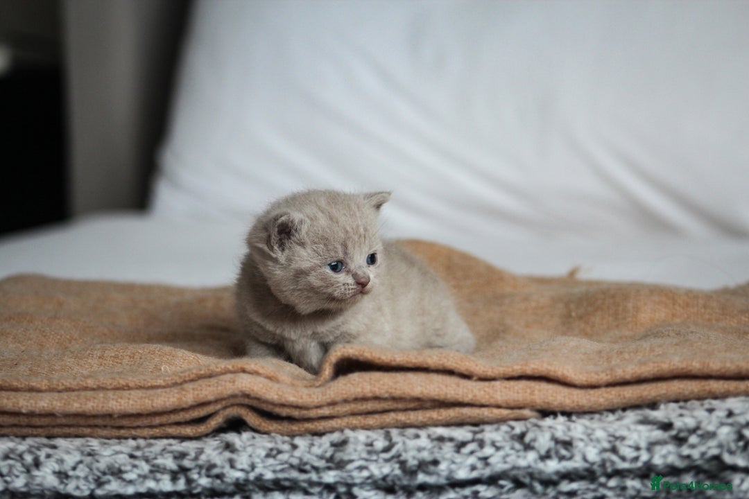 British Shorthair cats for sale: 🩶🐈🐾 Stunning BSH Kittens 🩶🐈🐾 - Image 27