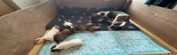 Jack Russell dogs for sale: Terrier Puppies - Advert 8