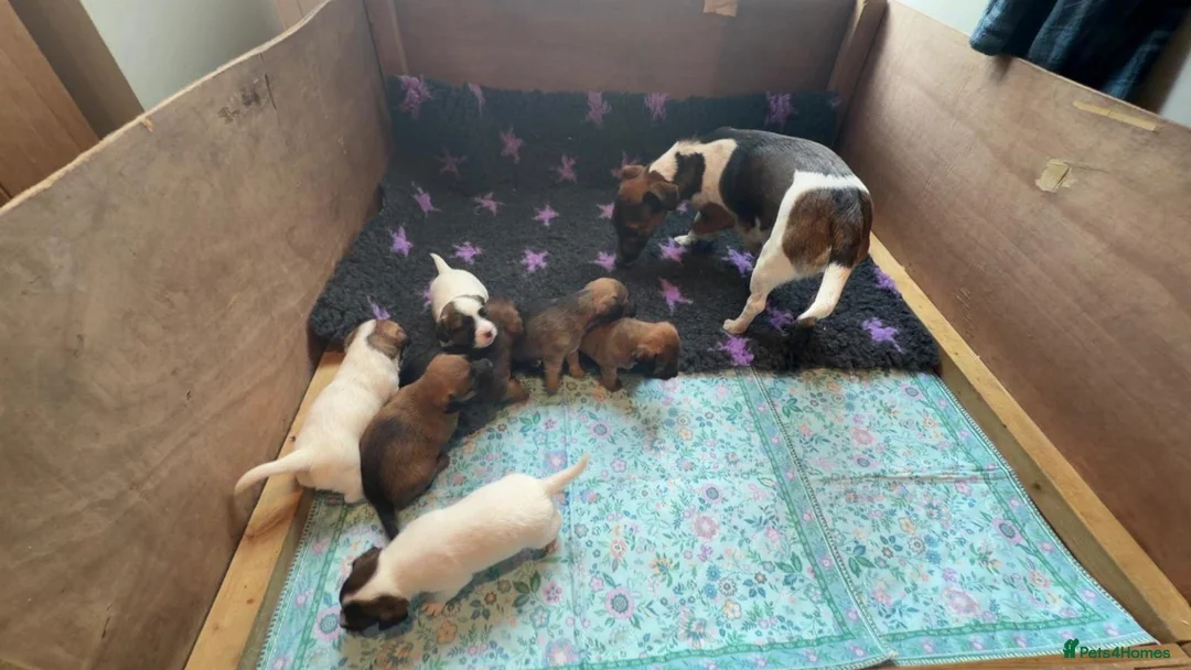 Jack Russell dogs for sale: Terrier Puppies - Advert 8