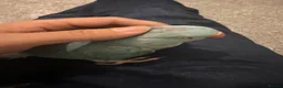 Ringnecks birds for sale: Tame Ringneck for sale - Advert 2