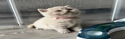 British Shorthair cats for sale: Beautiful British Shorthair Kittens - Advert 19