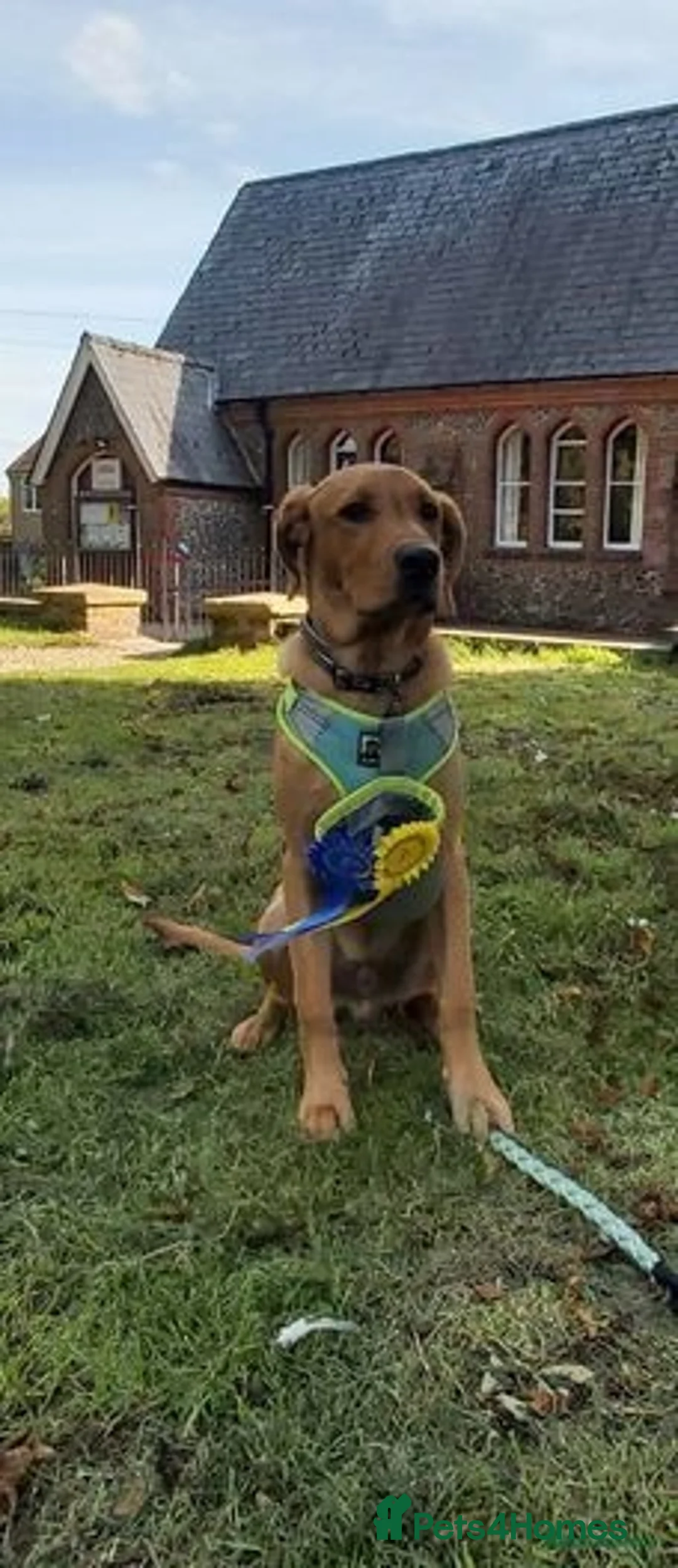 Labrador Retriever dogs for stud: Stunning, well proven KC fox red Lab for stud. in St Albans - Advert 6