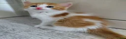 Mixed Breed cats for sale: Lovely kittens looking for a new home 💚 - Advert 3