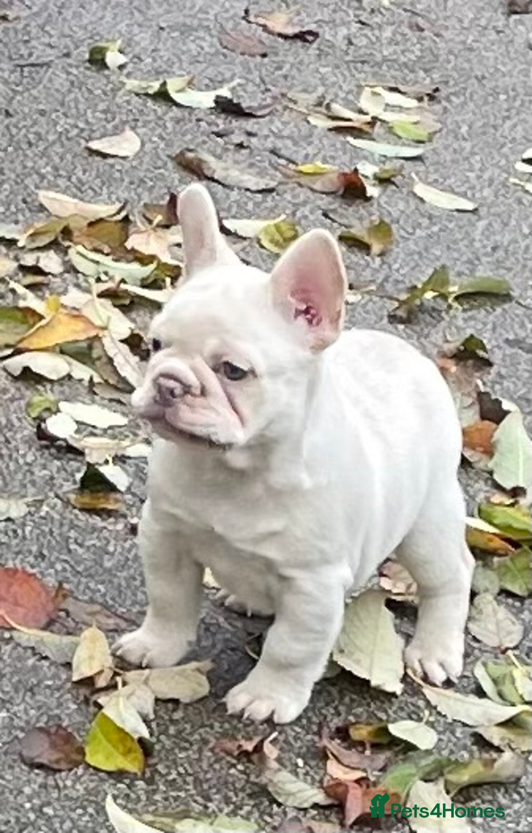French Bulldog dogs for sale: KC REGISTERED QUALITY FRENCH BULLDOG PUPPIES  - Advert 18