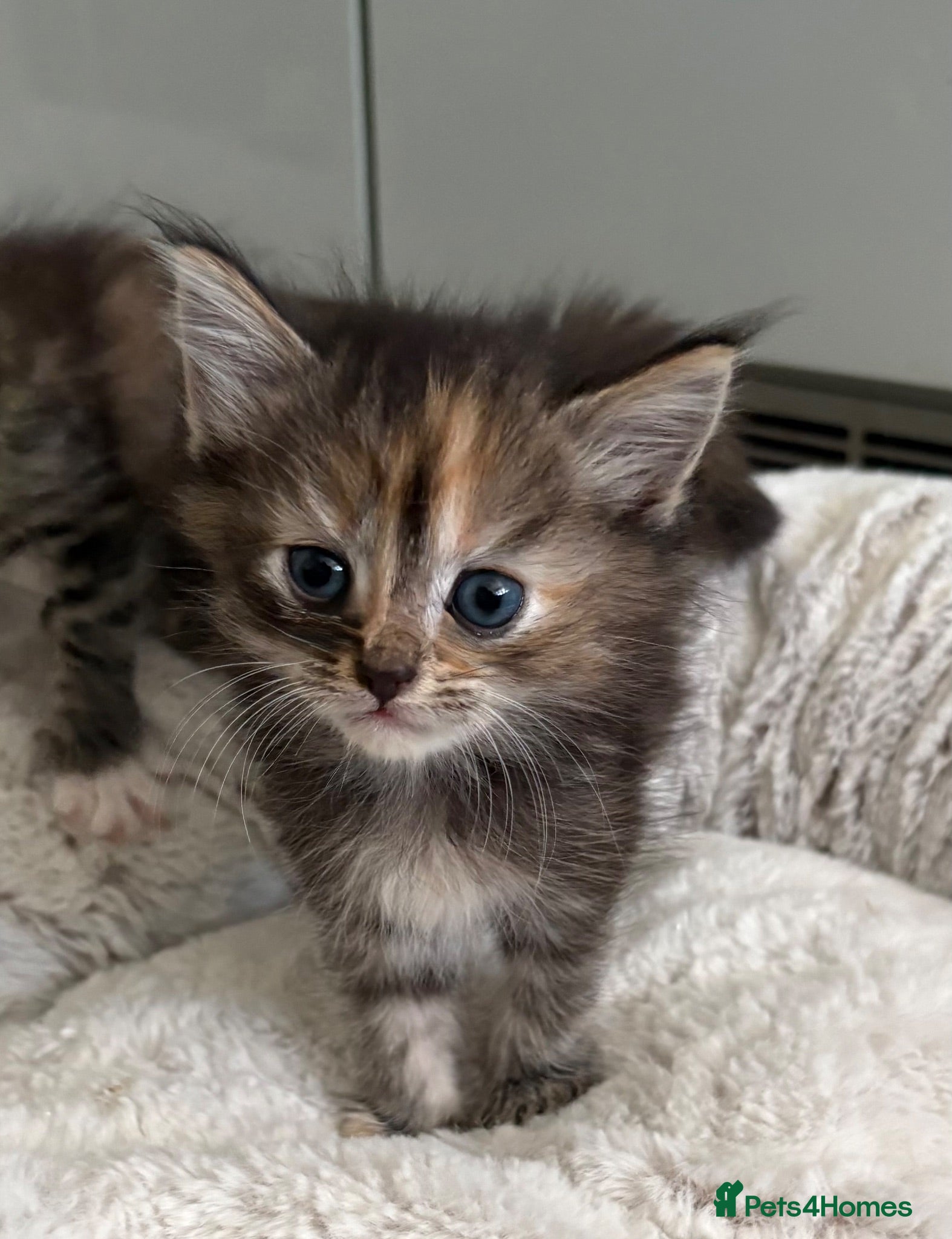 Mixed Breed cats Affectionate & Beautiful Ragdoll X Kittens - Advert 2