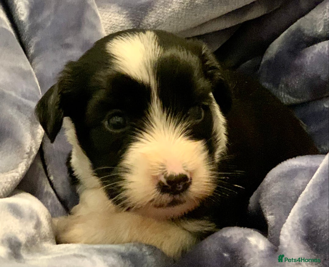 Tibetan Terrier dogs for sale: Lovely Litter of KC Reg Tibetan Terrier puppies  - Advert 8