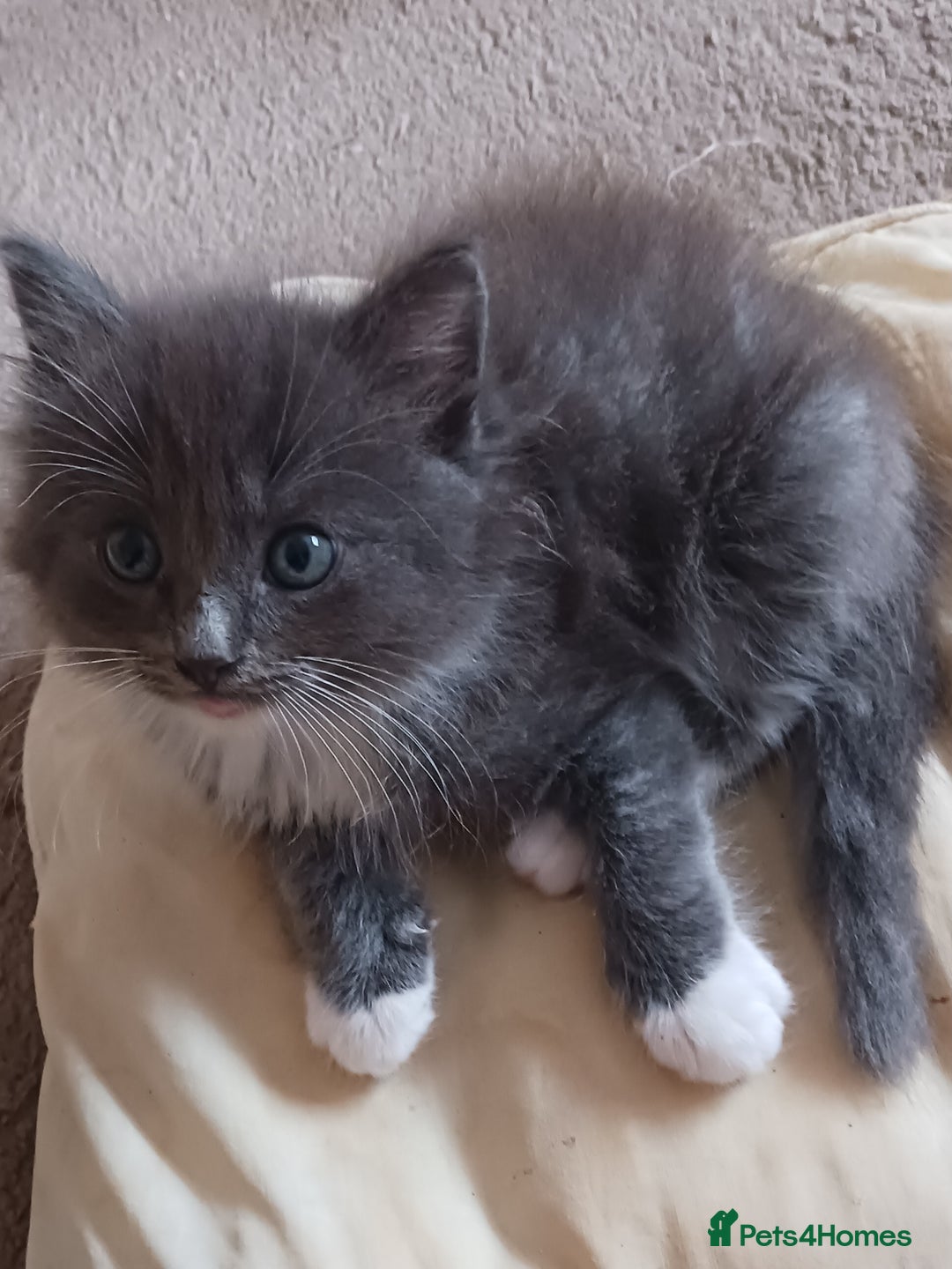 Ragdoll cats for sale: CUTE BLUE MITTED RAGDOLL KITTENS  - Image 9