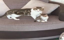 Mixed Breed cats for sale: TABBY/TORTOISESHELL/WHITE KITTENS X5 - Image 15