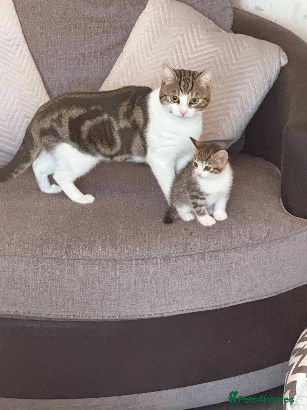 Mixed Breed cats for sale: TABBY/TORTOISESHELL/WHITE KITTENS X5 - Image 15