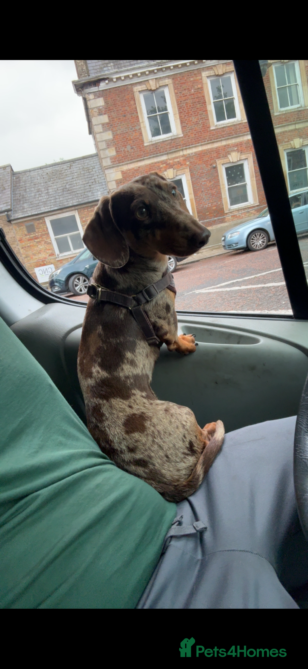Miniature Dachshund dogs for stud: Miniature dachshund Rolex - Advert 4