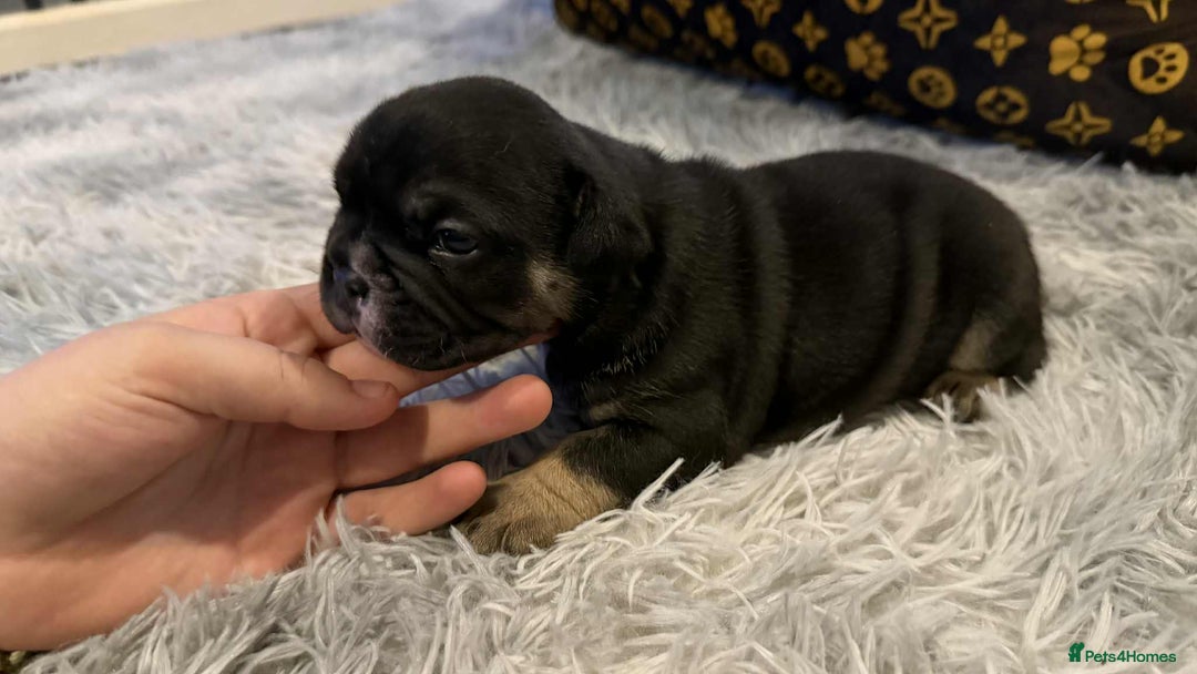 Mixed Breed dogs for sale: 3/4 English bulldog x 1/4 French bulldog - Advert 12