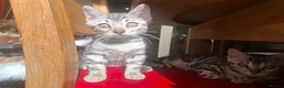 Bengal cats for sale: Show Quality Bengal Kittens – 5★ Licensed Cattery - Advert 35