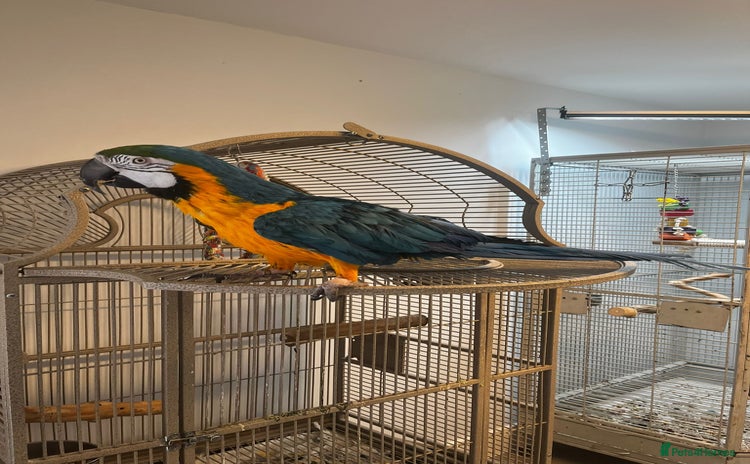 Macaws birds - Advert 1