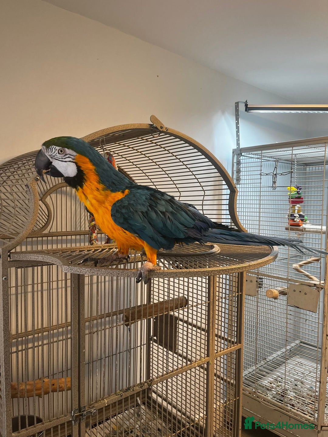 Macaws birds for sale: Green and Blue Macaw and Green Wing Macaw for Sale - Image 1