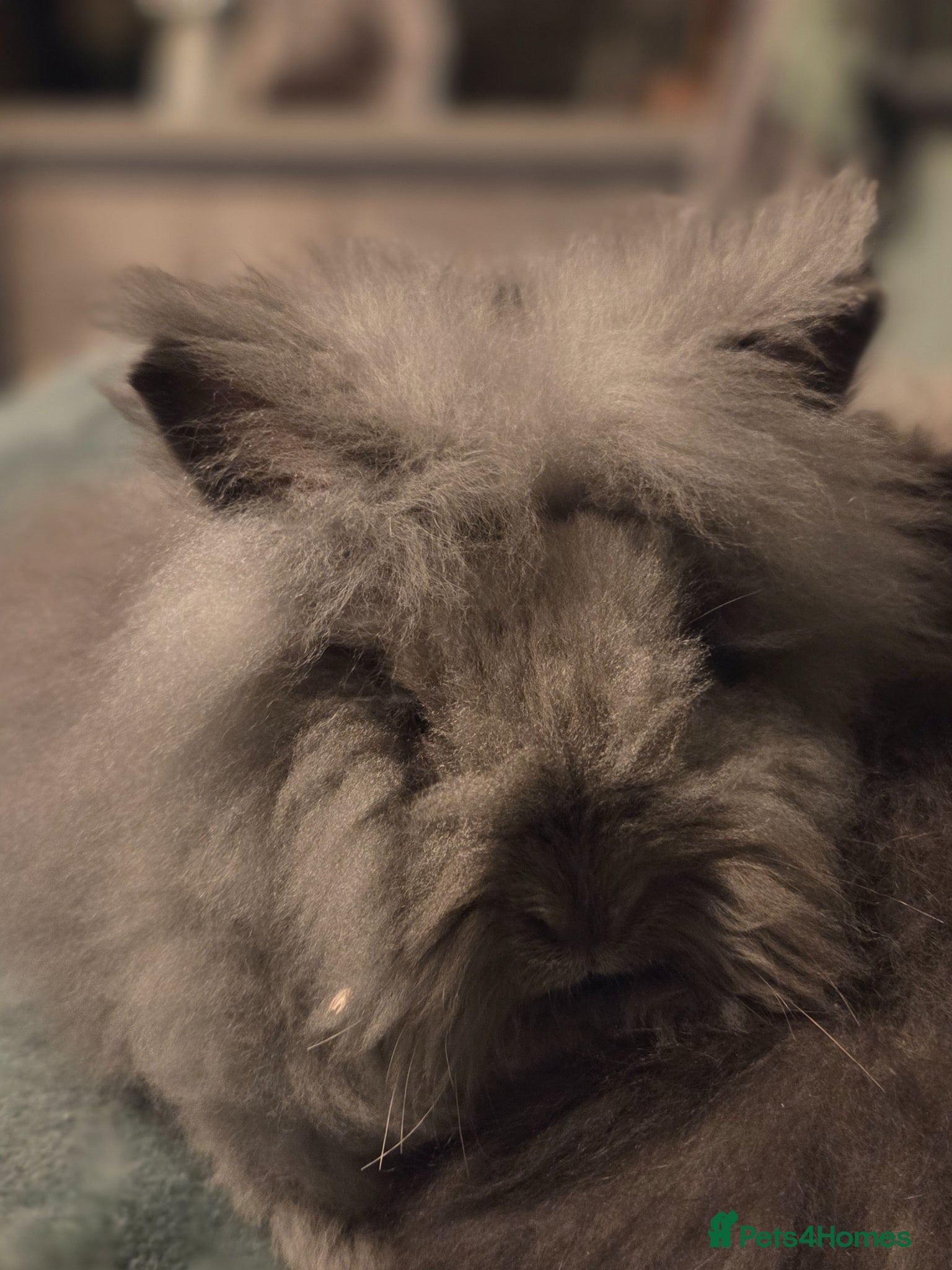 Angora rabbits Full Faced  Angoras 3 left - Advert 1