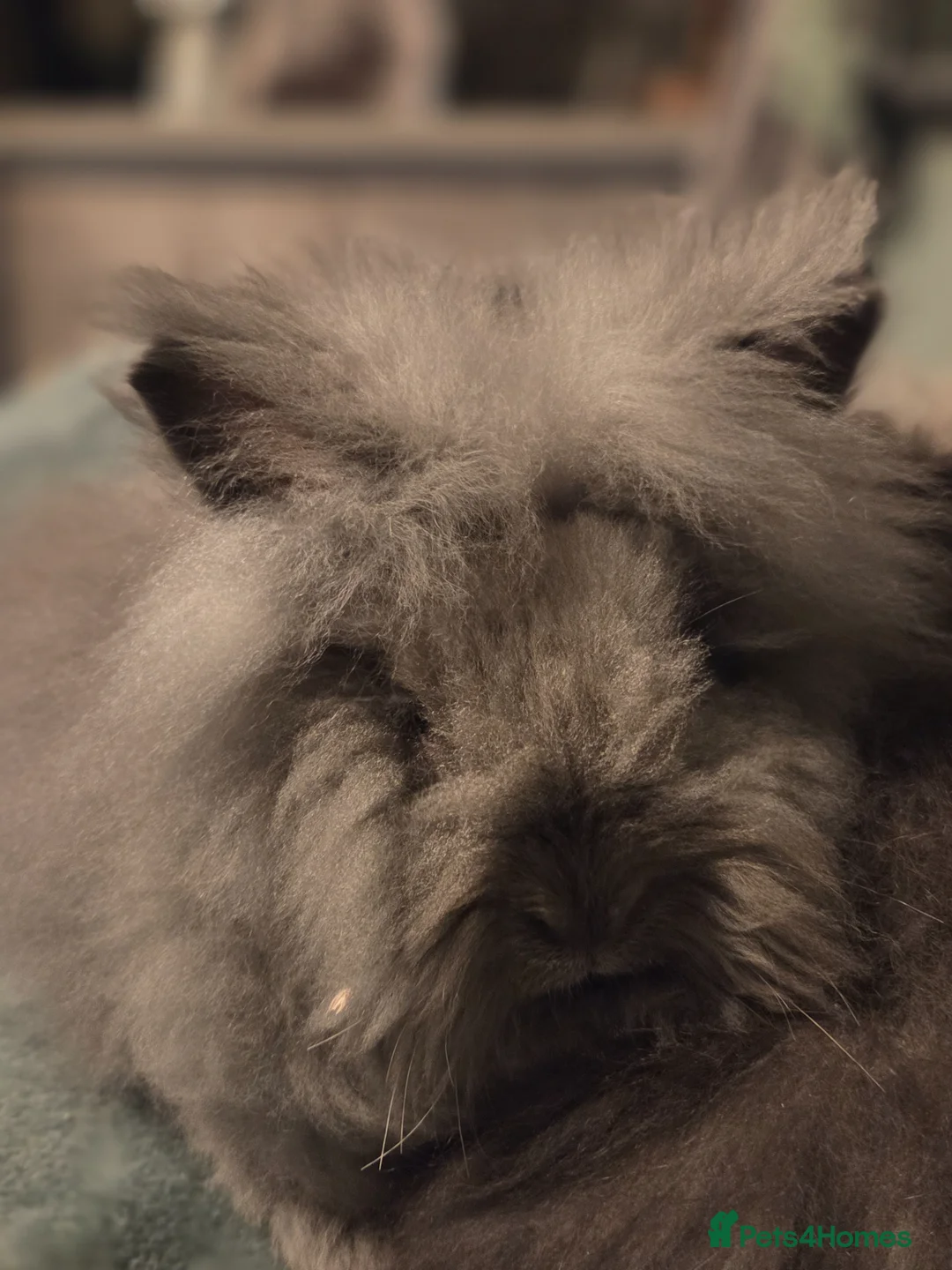 Angora rabbits for sale: Full Faced  Angoras 3 left - Advert 1