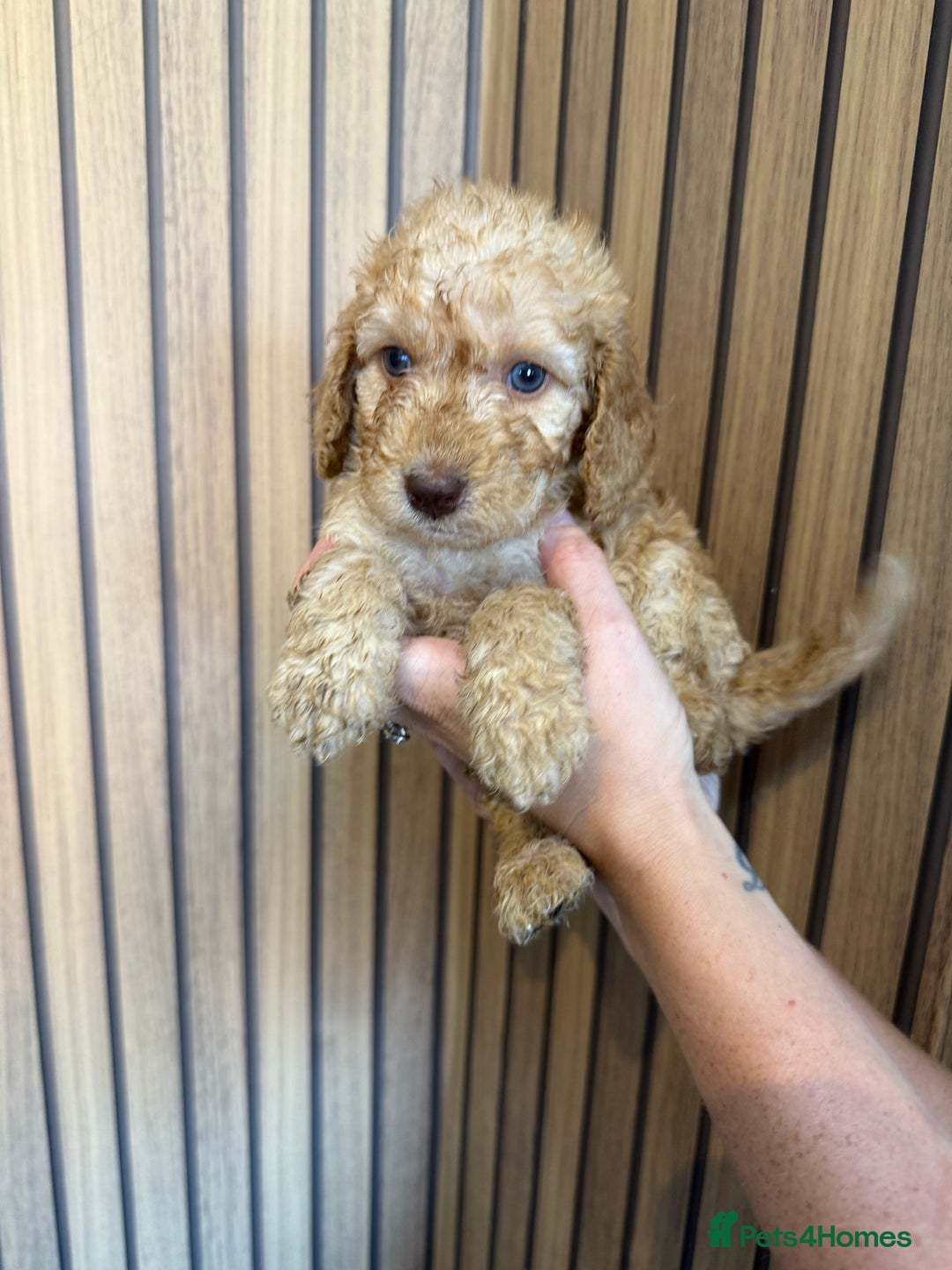 Cockapoo dogs for sale: Beautiful F2 Cockapoo Puppies - Image 9