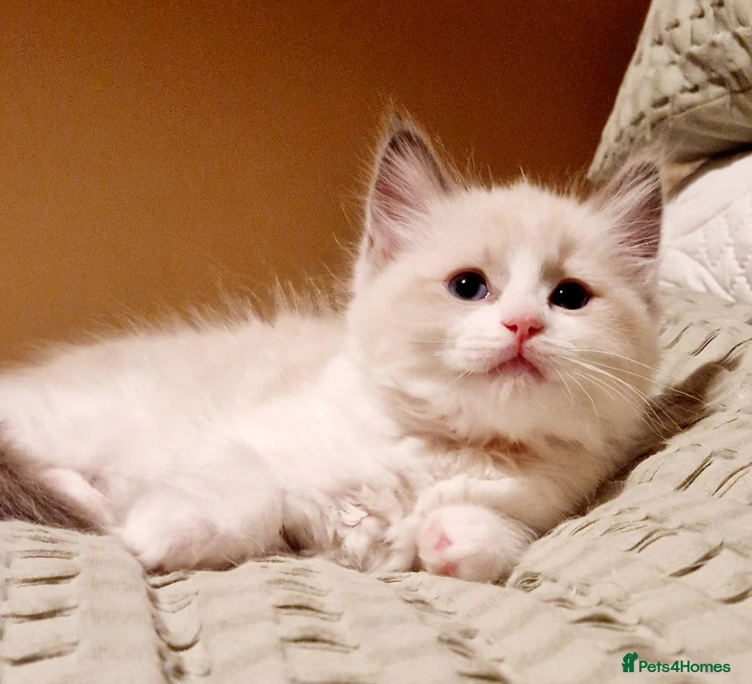 Ragdoll cats for stud: *stud*Gccf & tica entire active bluepoint ragdoll in Oldham - Advert 24