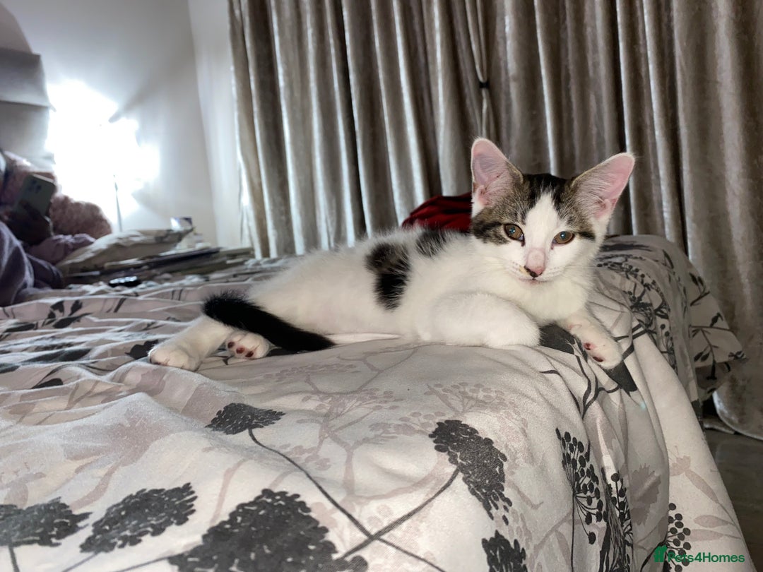 Mixed Breed cats for sale: Beautiful cat half breed (female) - Advert 11