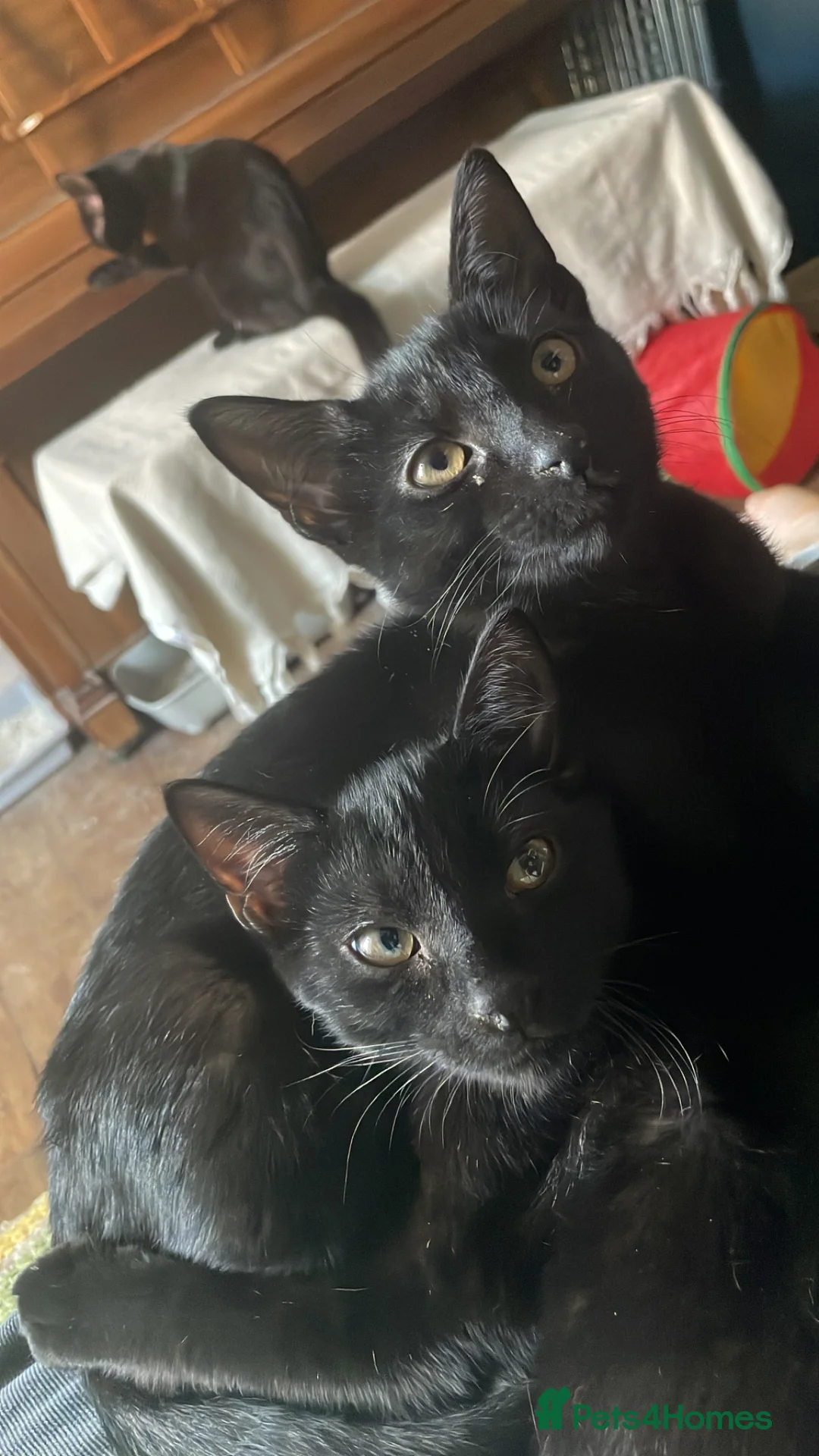 Domestic Shorthair cats for adoption: Cosmos and Lupin, 4 month old brothers  in Reading - Advert 6