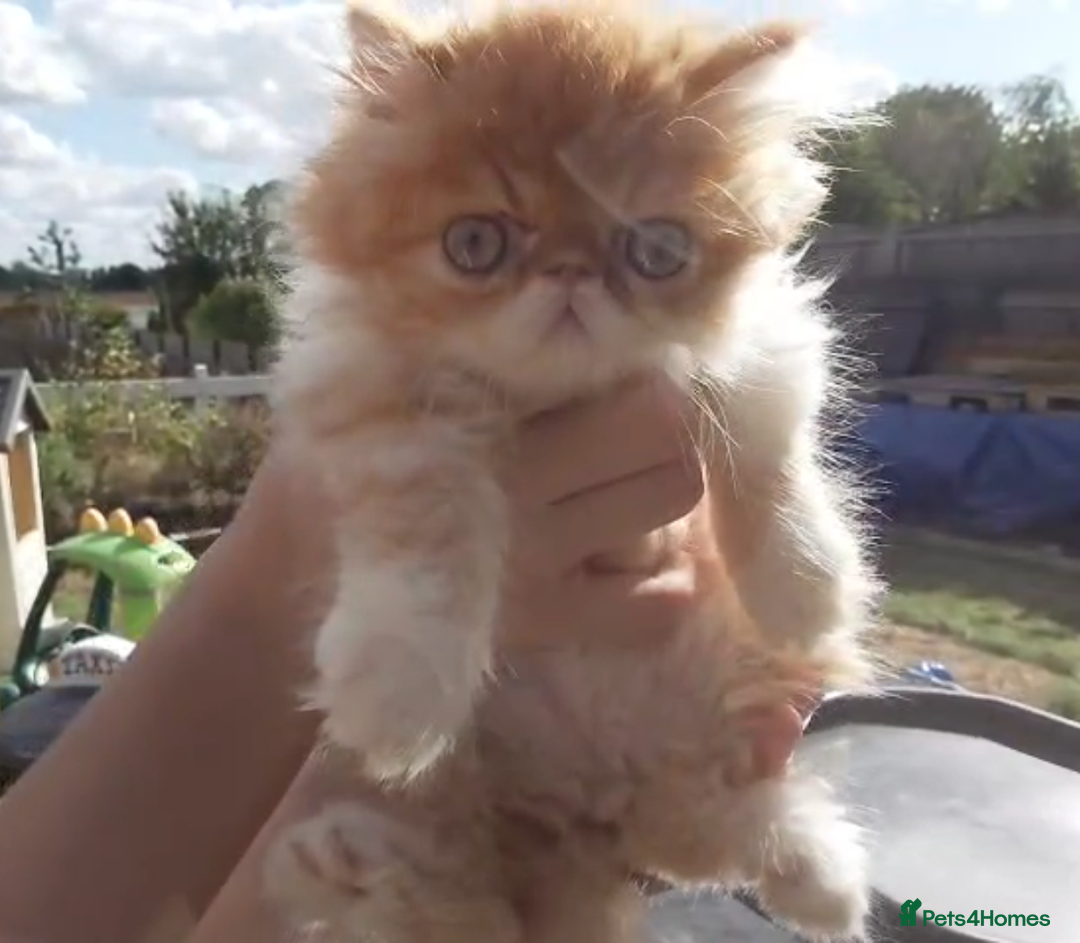 Persian cats for sale: Persian kittens KC Registered with pedigree - Image 18