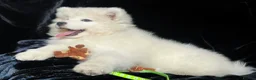 Samoyed dogs for sale: Beautiful Samoyed Puppies from Champion Father - Advert 23