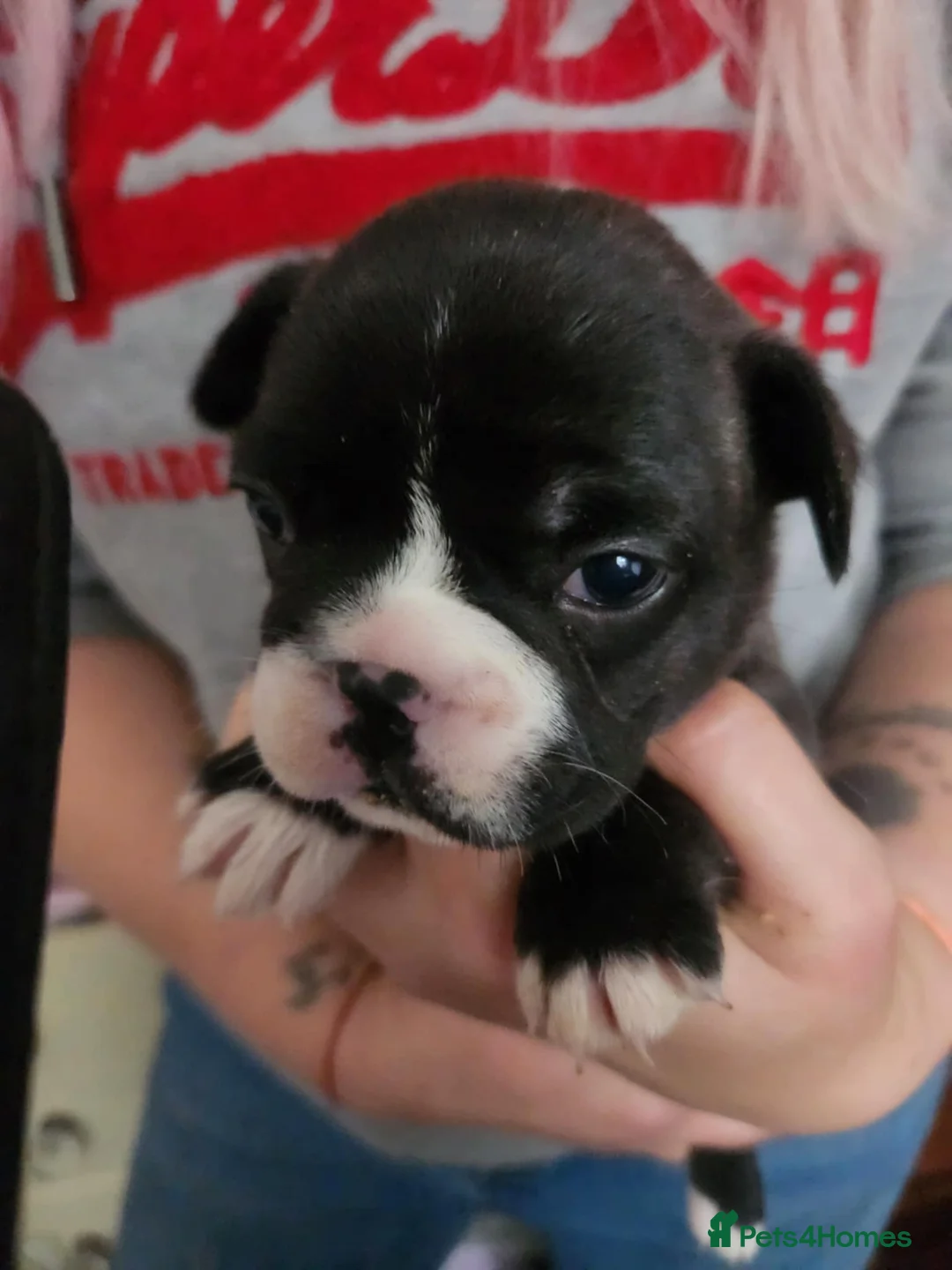 French Bulldog dogs for sale: Frenchie puppies - Advert 16