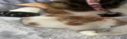 Mixed Breed cats for sale: 5 mixed breed kittens looking for a forever home - Advert 17