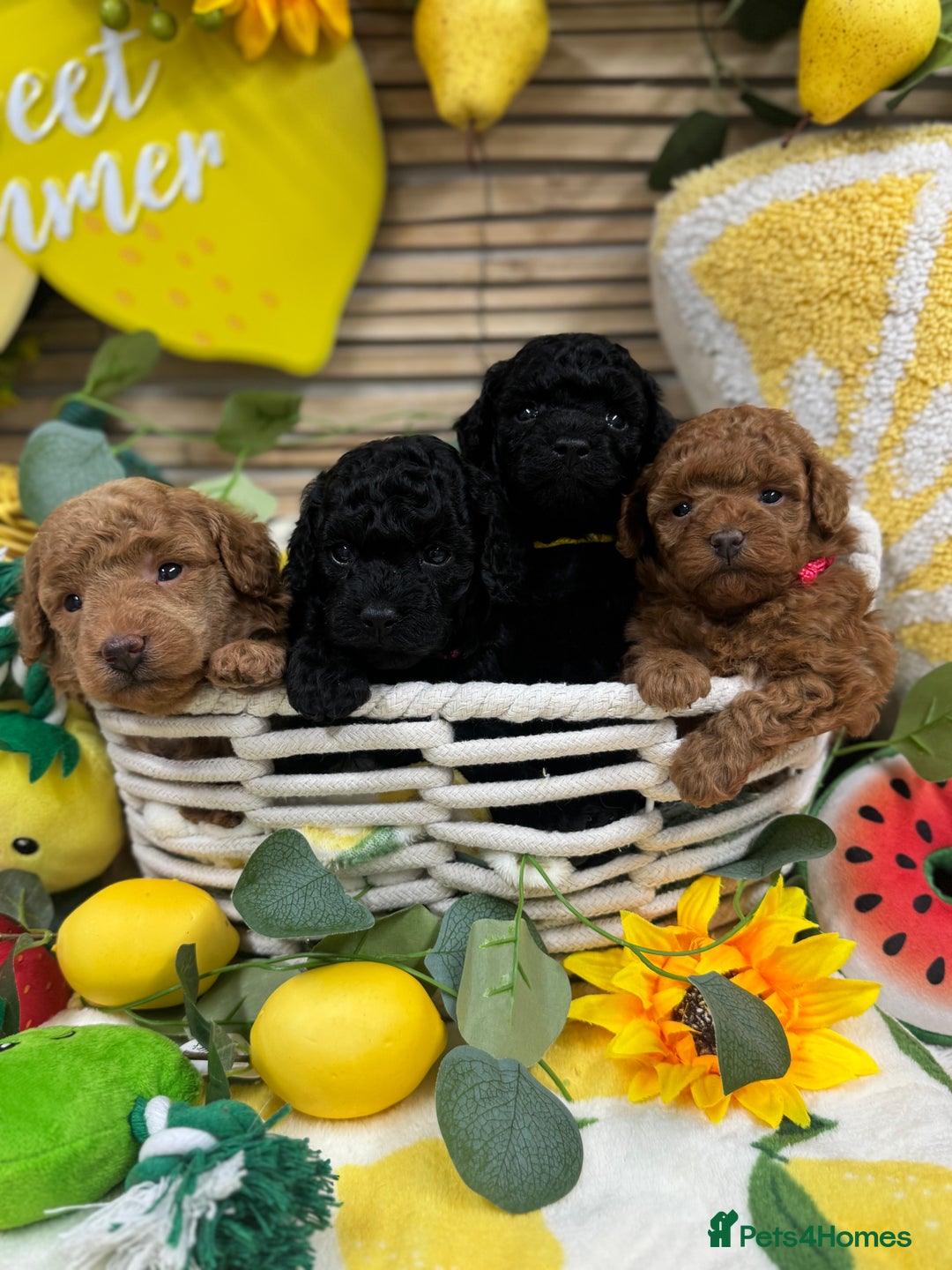 Toy Poodle dogs for sale: 🍇🐩 Last Girl Available 🐩🍇 - KC Toy Poodles 🐩✨ - Image 6