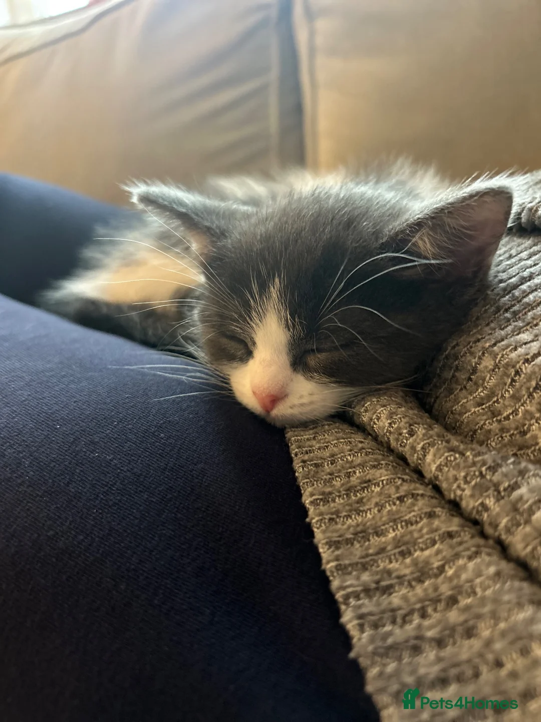 Mixed Breed cats for sale: Ragdoll cross - Advert 1