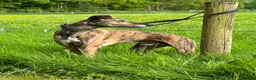 Lurcher dogs for sale: Bull grey collie saluki grey lurcher in Dumfries - Advert 3