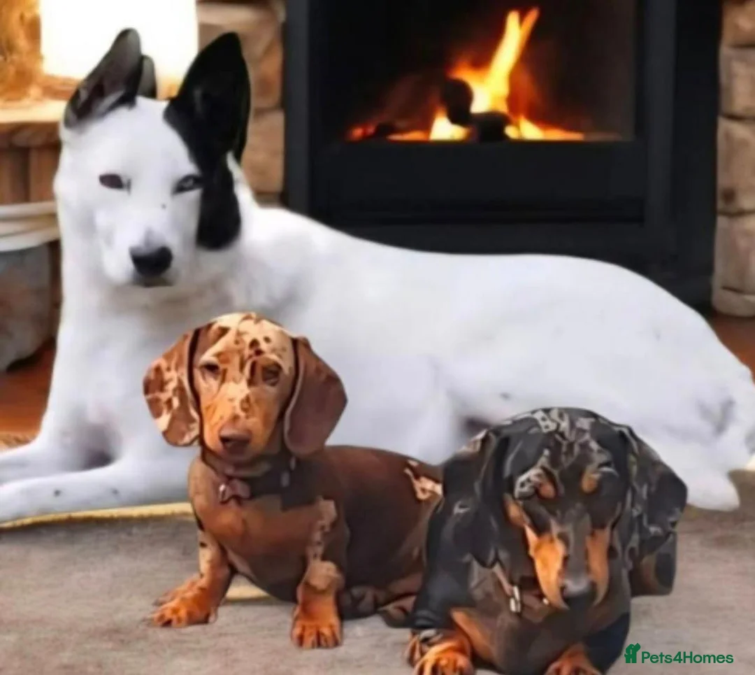 Dachshund dogs for sale: Mini Daschund  - Advert 11
