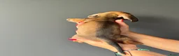 Miniature Dachshund dogs for sale: Miniature Smooth Dachshund Puppies  in Torquay - Advert 15