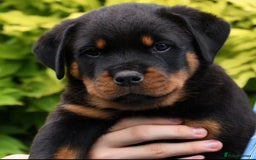 Rottweiler dogs for stud: Onex de Tierra Ibera now available for stud in Newark - Image 40