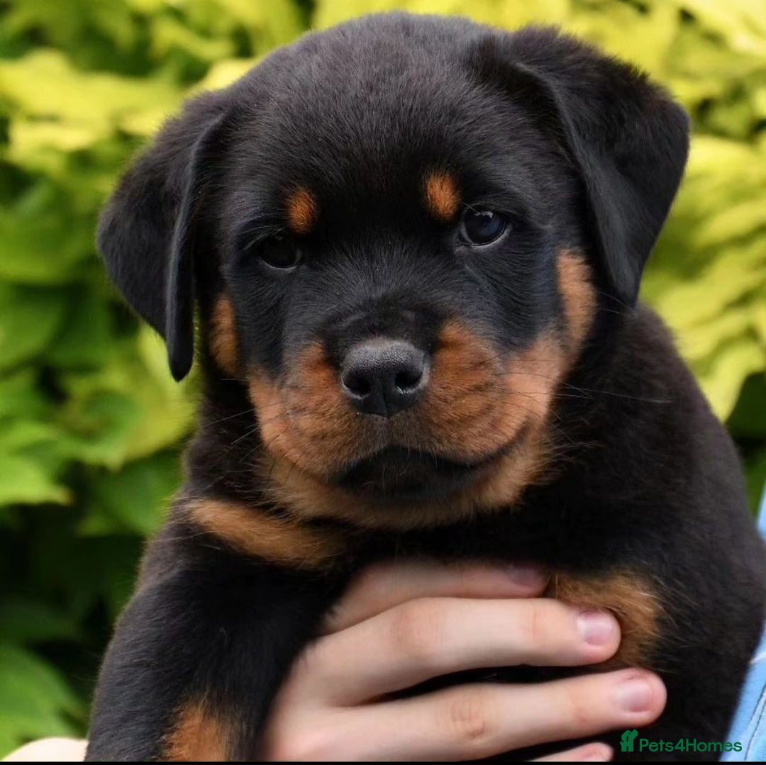 Rottweiler dogs for stud: Onex de Tierra Ibera now available for stud in Newark - Image 40