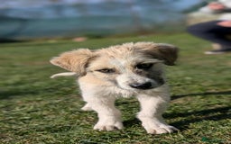 Mixed Breed dogs for adoption: Boo for adoption - Advert 6