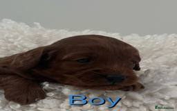 Cavapoo dogs for sale: EXTENSIVELY HEALTH TESTED Toy Cavapoos - Image 4
