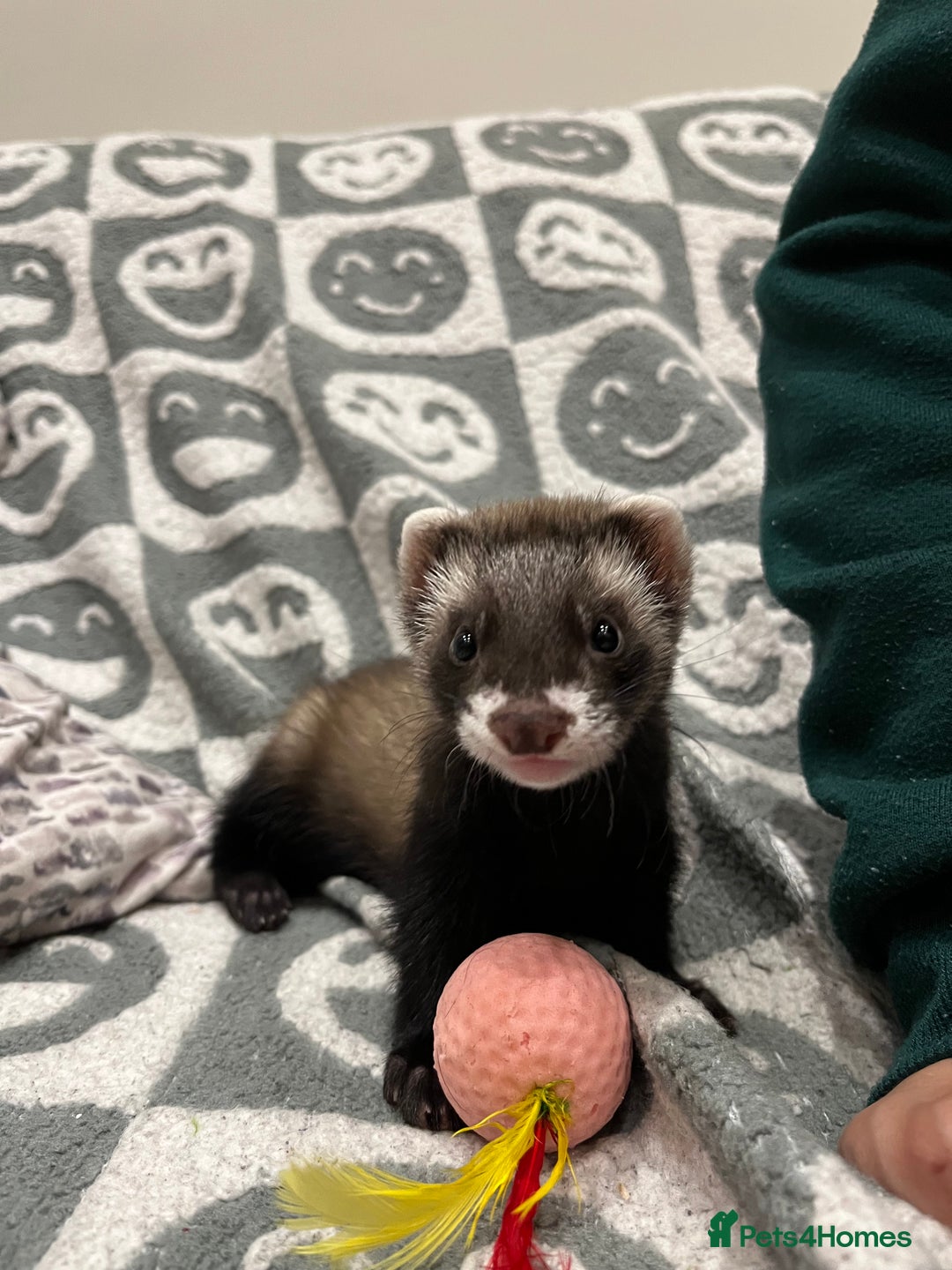 Ferret rodents for sale: Super sweet and friendly male ferret - Advert 6